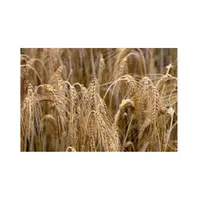 Secale | Cereals Names 