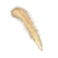 Setaria | Cereals Names 