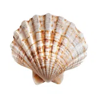 Shell | 100 Natural Things Names