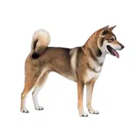 Shikoku | Guard Animals Names