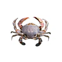 Shore-crab | Crustaceans Names 