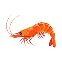 Shrimp | Crustaceans Names 