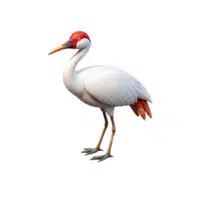 Siberian Crane | Endangered Animals Names
