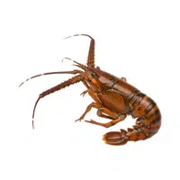 Slipper-lobster | Crustaceans Names