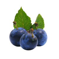 Sloe | Small Fruits Names