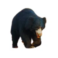 Sloth Bear
