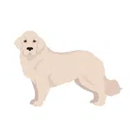 Slovak Cuvac | Guard Animals Names 