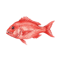Snapper