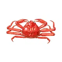 Snow-crab | Crustaceans Names 