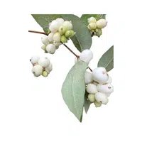 Snowberry | Small Fruits Names 