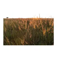 Sorghastrum | Cereals Names 