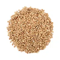 Sorghum | Cereals Names 