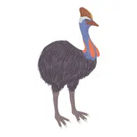Southern Cassowary | Largest Animals Names