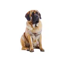 Spanish Mastiff | Guard Animals Names 