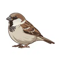 Sparrow | Woodland Animals Names