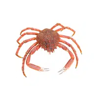 Spider-crab | Crustaceans Names 