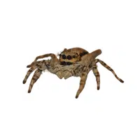 Spider | Woodland Animals Names