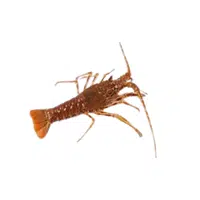 Spiny-lobster | Crustaceans Names
