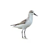 Spoon Billed Sandpiper | Endangered Animals Names