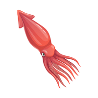 Squid