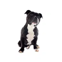Staffordshire Bull Terrier | Guard Animals Names 