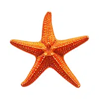 Starfish