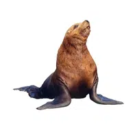 Steller Sea Lion | Largest Animals Names