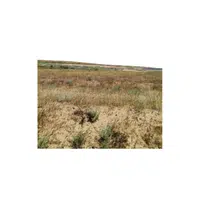 Steppe