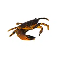 Stone-crab | Crustaceans Names 