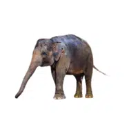 Sumatran Elephant | Endangered Animals Names