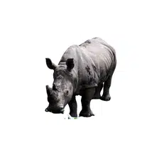 Sumatran Rhinoceros | Largest Animals Names