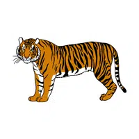 Sumatran Tiger | Endangered Animals Names