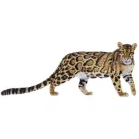 Sunda Clouded Leopard