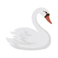Swan 