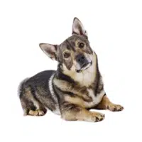 Swedish Vallhund 