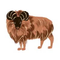 Tahr