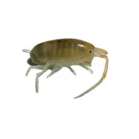 Talitrus | Crustaceans Names 