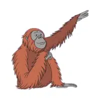 Tapanuli Orangutan | Endangered Animals Names