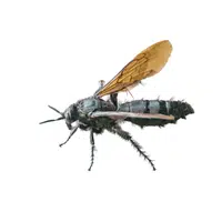 Tarantula Hawk 