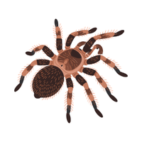 Tarantula | Carnivorous Animals Names
