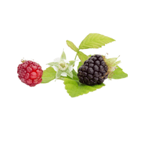 Tayberry | Small Fruits Names