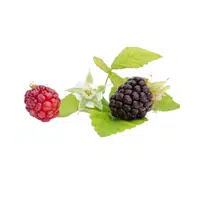 Tayberry | Small Fruits Names 
