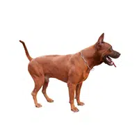 Thai Ridgeback | Guard Animals Names 