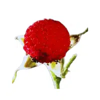 Thimbleberry | Small Fruits Names 