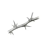 Thorn | 100 Natural Things Names