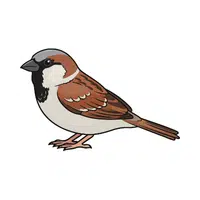 Thrush | Woodland Animals Names