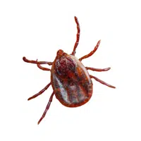 Tick | Woodland Animals Names