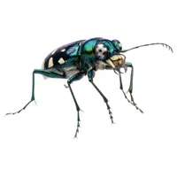 Tiger Beetle 
