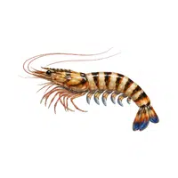 Tiger-shrimp | Crustaceans Names