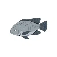 Tilapia | Swimming Animals Names
